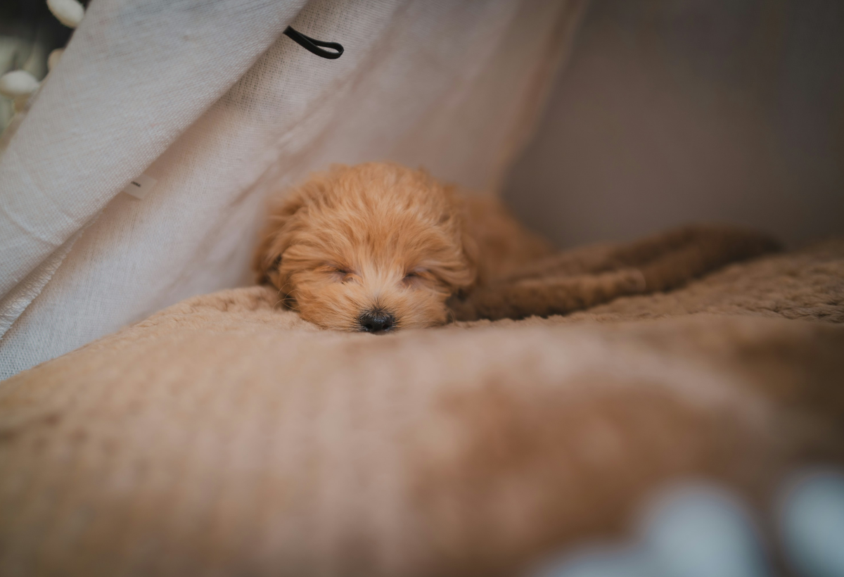 A small brown puppy sleeps in a quiet, soft cream bed.